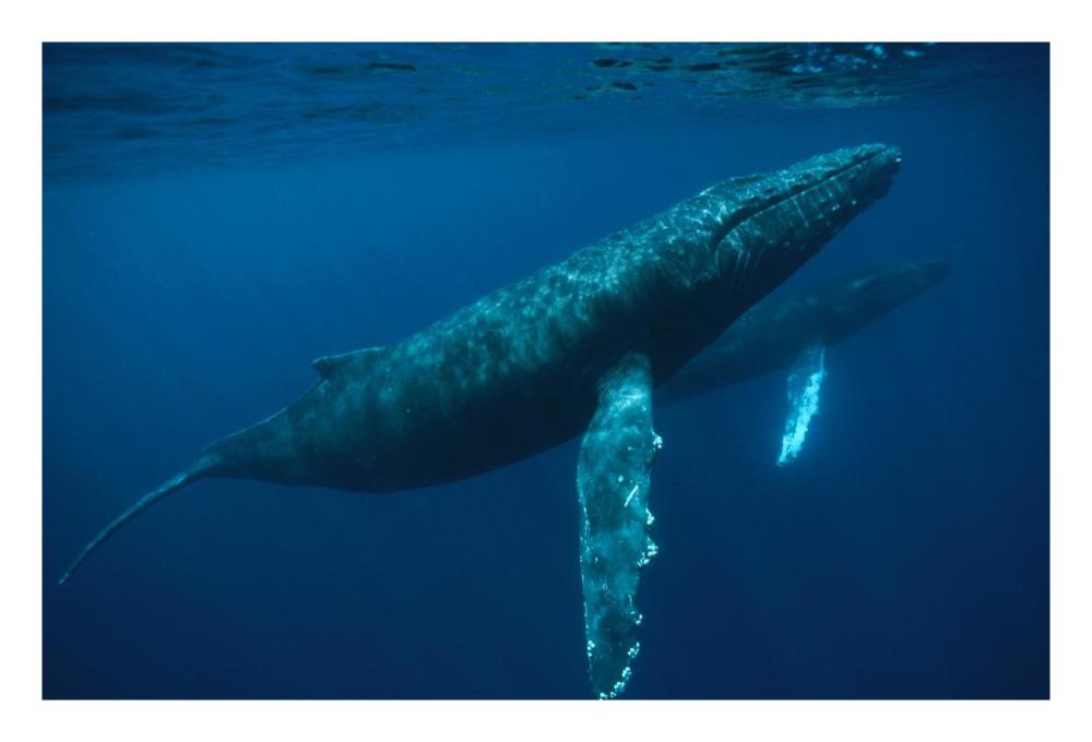 Humpback Whale mother and young, Hawaii-Paper Art-26"x18"