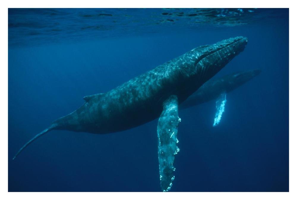 Humpback Whale mother and young, Hawaii-Paper Art-38"x26"