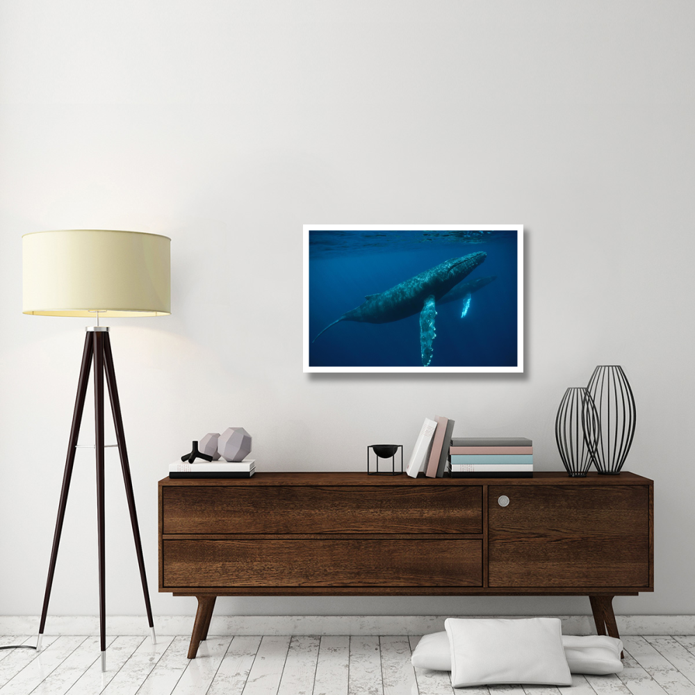 Humpback Whale mother and young, Hawaii-Paper Art-38&quotx26"
