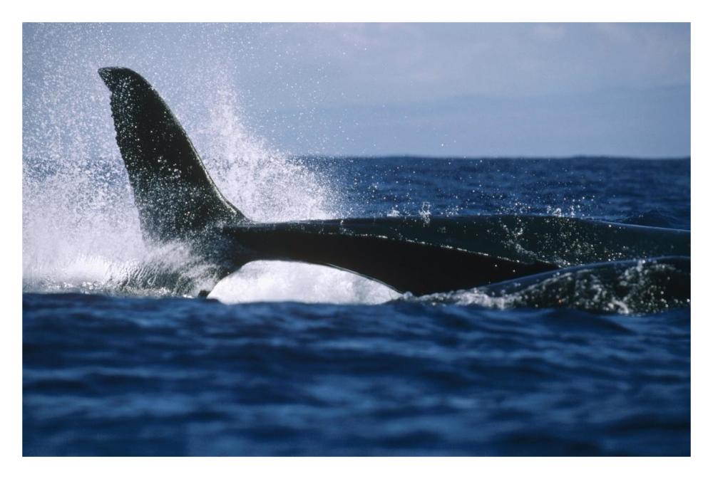Humpback Whale lashing tail, Hawaii-Paper Art-32"x22"