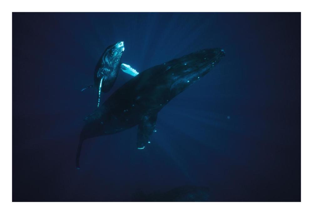 Humpback Whale mother and young, Hawaii-Paper Art-26"x18"