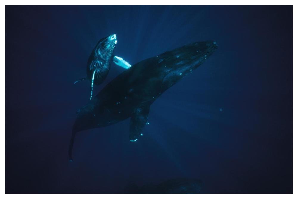Humpback Whale mother and young, Hawaii-Paper Art-62"x42"