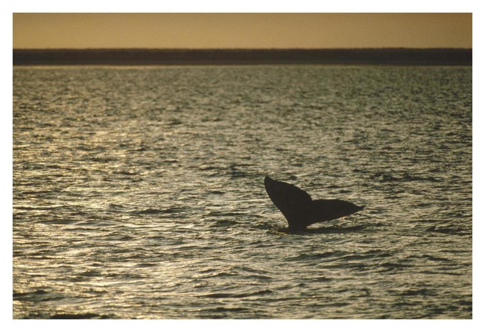 Gray Whale tail at sunset, Baja California, Mexico-Paper Art-20"x14"