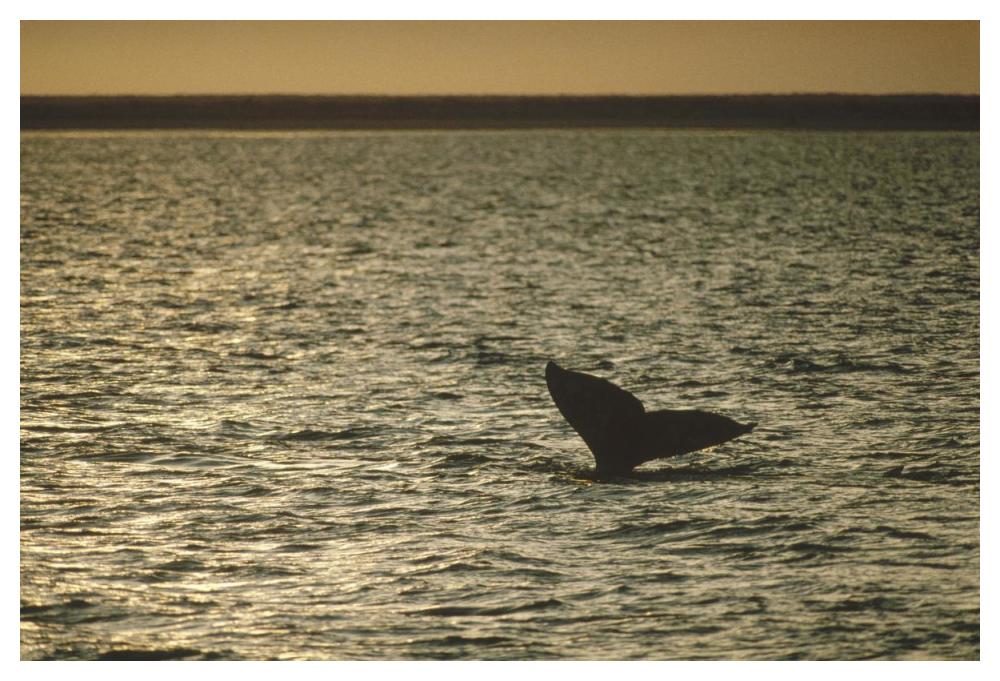 Gray Whale tail at sunset, Baja California, Mexico-Paper Art-50"x34"