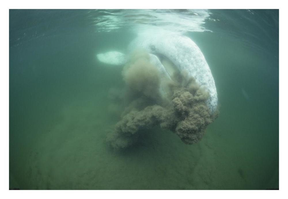 Gray Whale filter feeding, Vancouver Island, Canada-Paper Art-32"x22"
