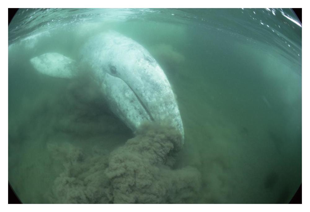 Gray Whale filter feeding, Vancouver Island, Canada-Paper Art-20"x14"