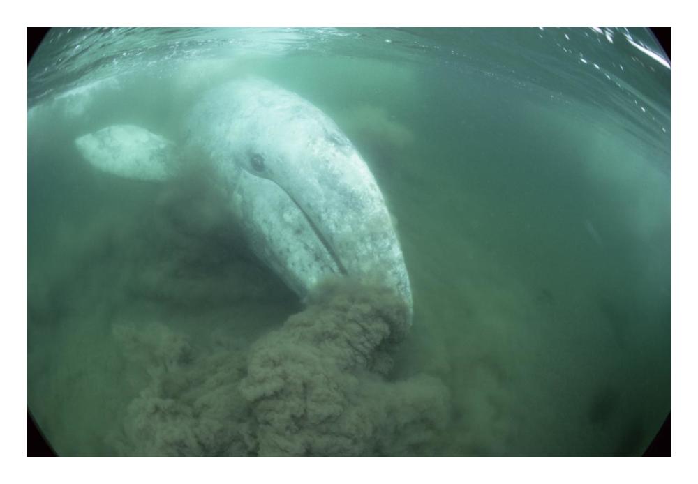 Gray Whale filter feeding, Vancouver Island, Canada-Paper Art-26"x18"