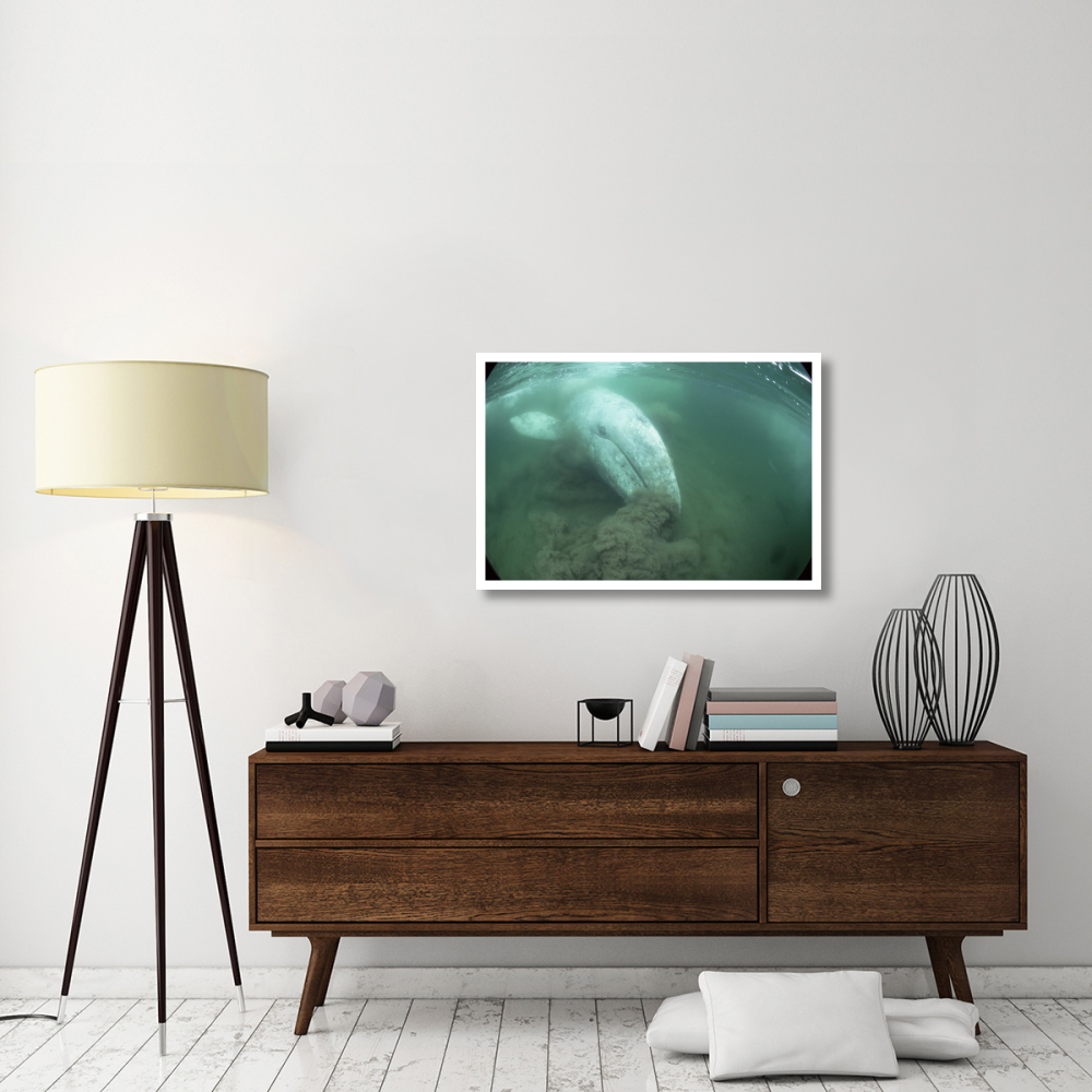 Gray Whale filter feeding, Vancouver Island, Canada-Paper Art-38&quotx26"