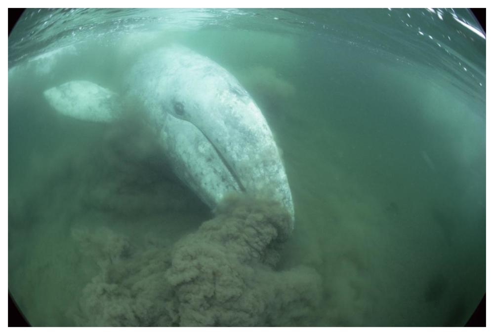 Gray Whale filter feeding, Vancouver Island, Canada-Paper Art-62"x42"