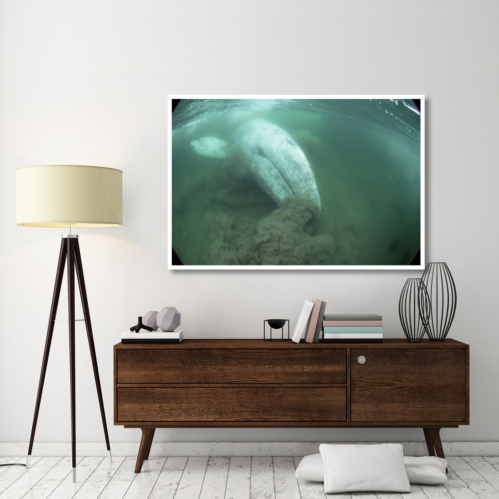 Gray Whale filter feeding, Vancouver Island, Canada-Paper Art-62&quotx42"