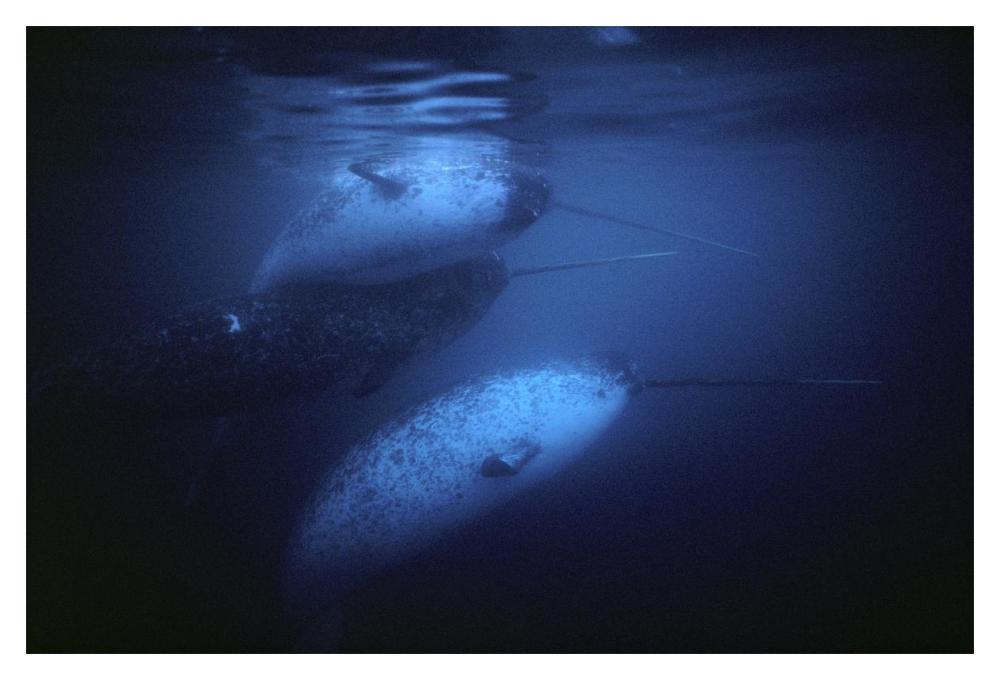 Narwhal males underwater, Baffin Island, Nunavut, Canada-Paper Art-20"x14"