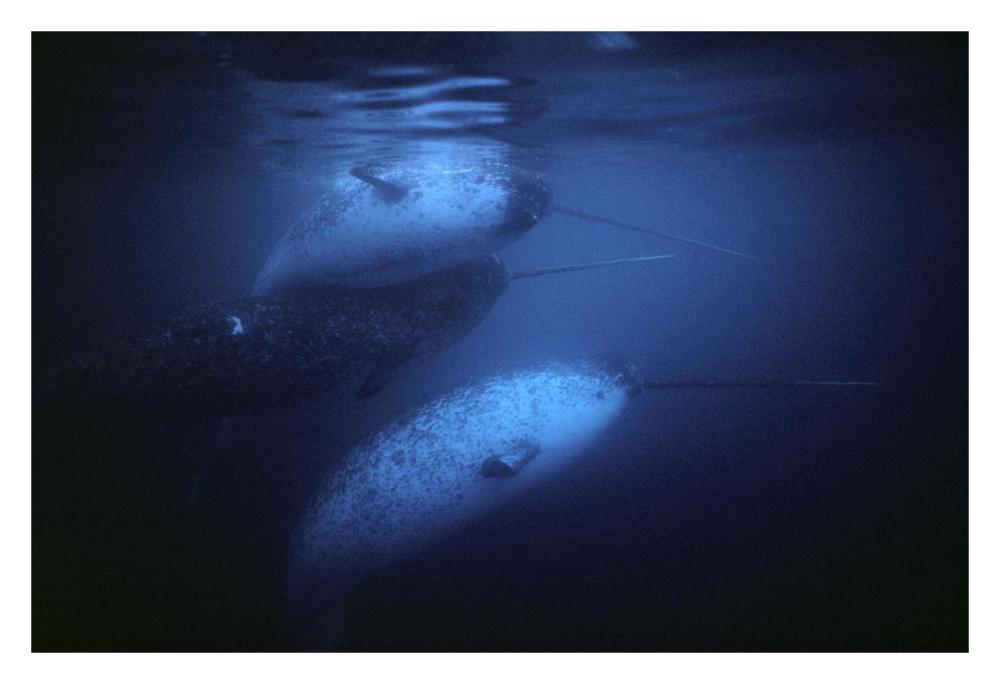 Narwhal males underwater, Baffin Island, Nunavut, Canada-Paper Art-32"x22"