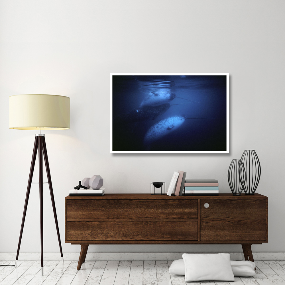 Narwhal males underwater, Baffin Island, Nunavut, Canada-Paper Art-50&quotx34"