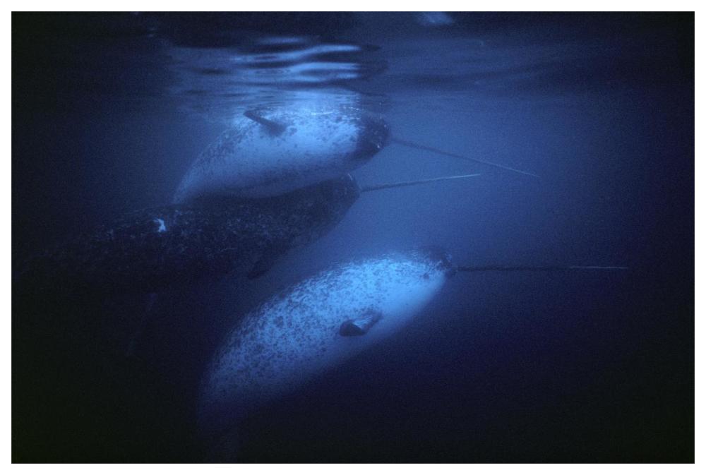 Narwhal males underwater, Baffin Island, Nunavut, Canada-Paper Art-62"x42"