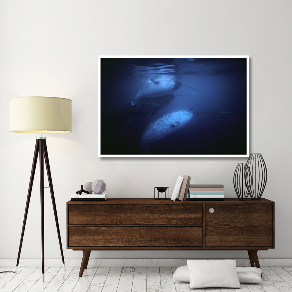 Narwhal males underwater, Baffin Island, Nunavut, Canada-Paper Art-62&quotx42"