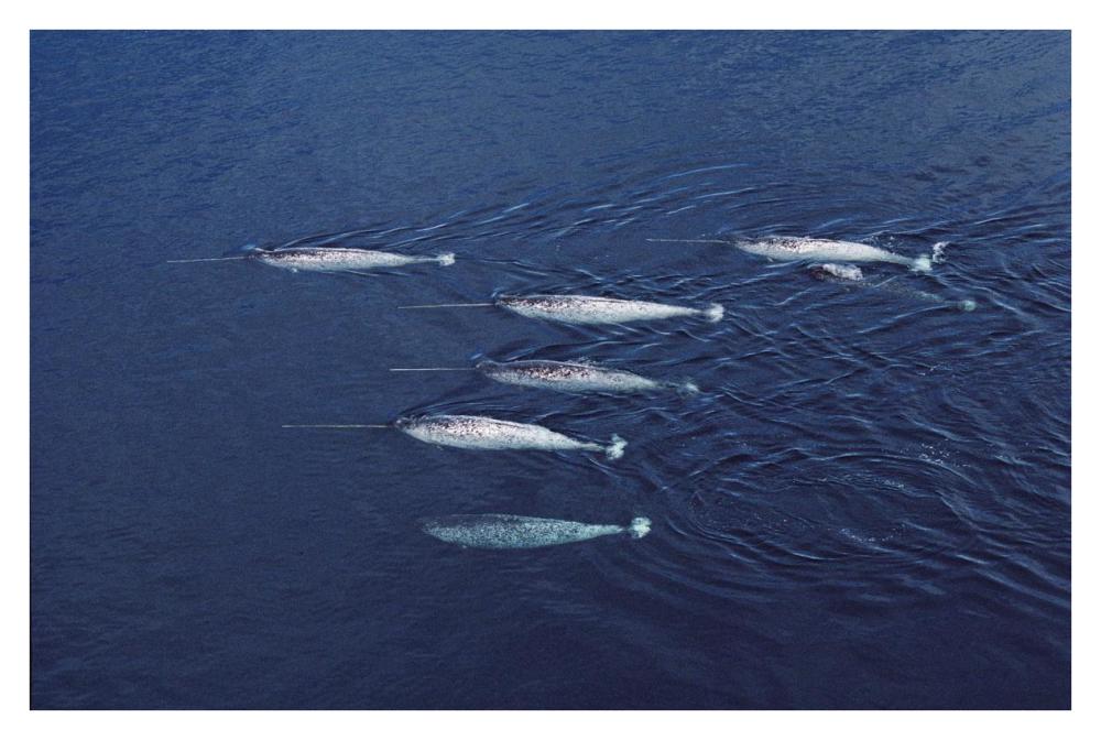 Narwhal pod aerial, Lancaster Sound, Canada-Paper Art-38"x26"
