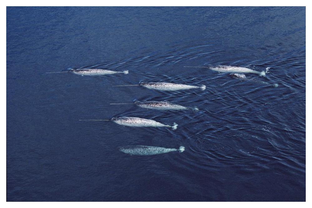 Narwhal pod aerial, Lancaster Sound, Canada-Paper Art-50"x34"