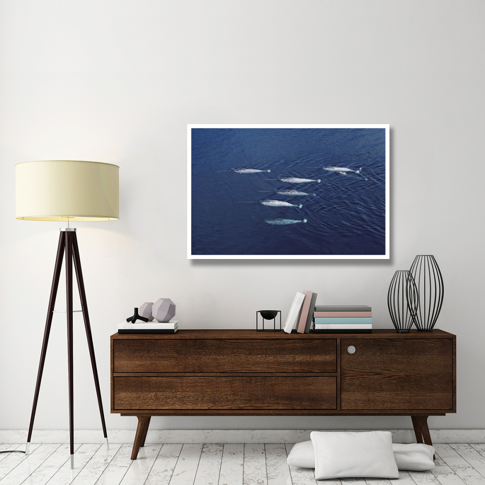 Narwhal pod aerial, Lancaster Sound, Canada-Paper Art-50&quotx34"