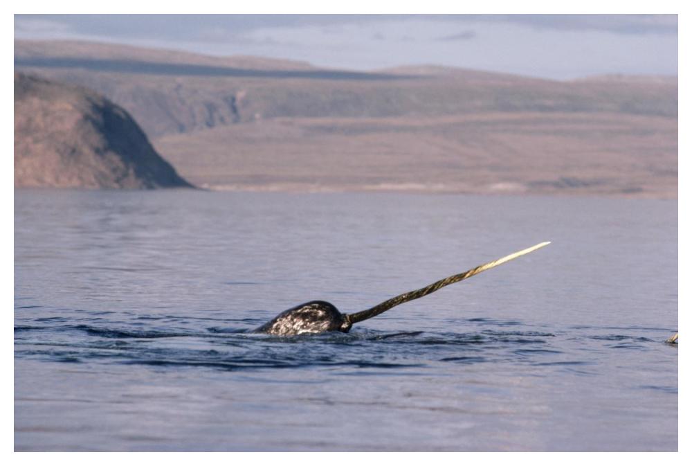 Narwhal surfacing, Baffin Island, Nunavut, Canada-Paper Art-50"x34"