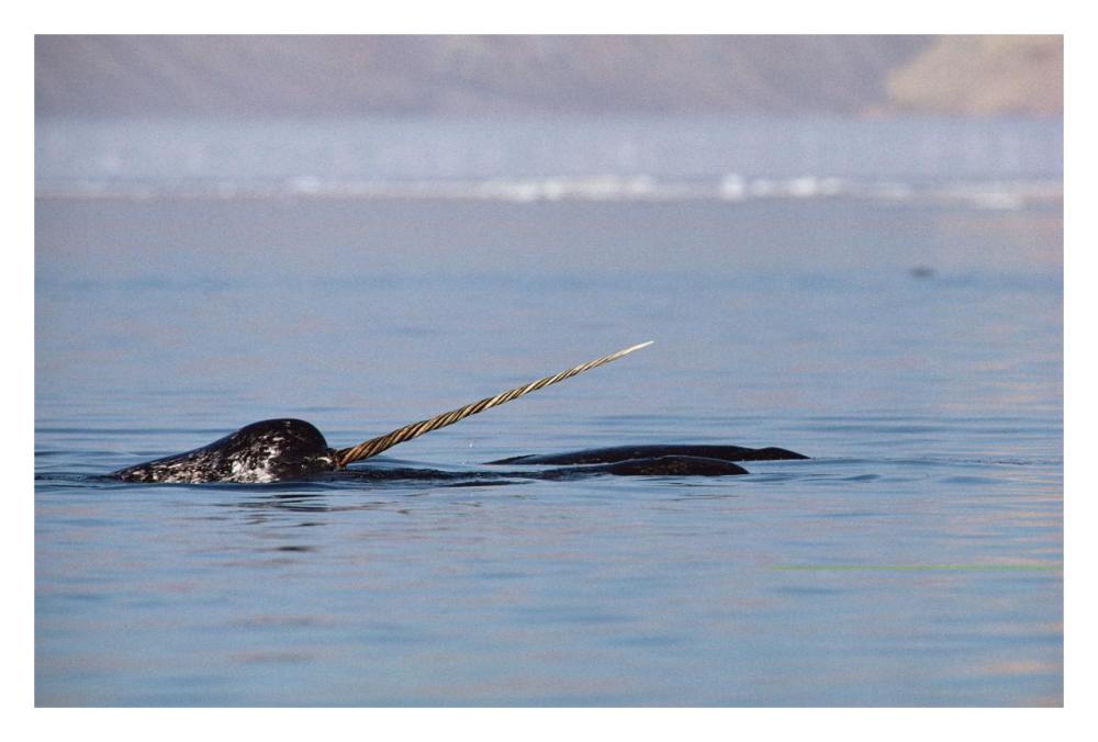 Narwhal male surfacing, Baffin Island, Nunavut, Canada-Paper Art-32"x22"