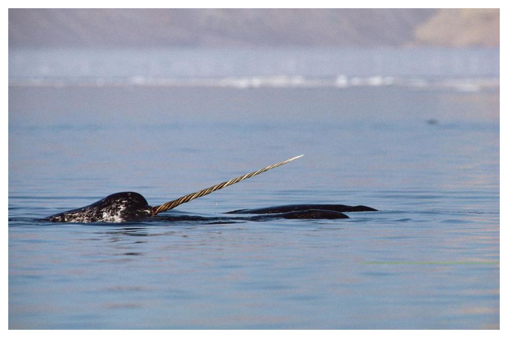Narwhal male surfacing, Baffin Island, Nunavut, Canada-Paper Art-62"x42"