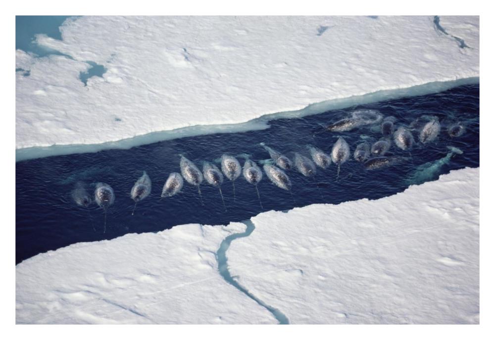 Narwhal group in ice break-Paper Art-32"x22"