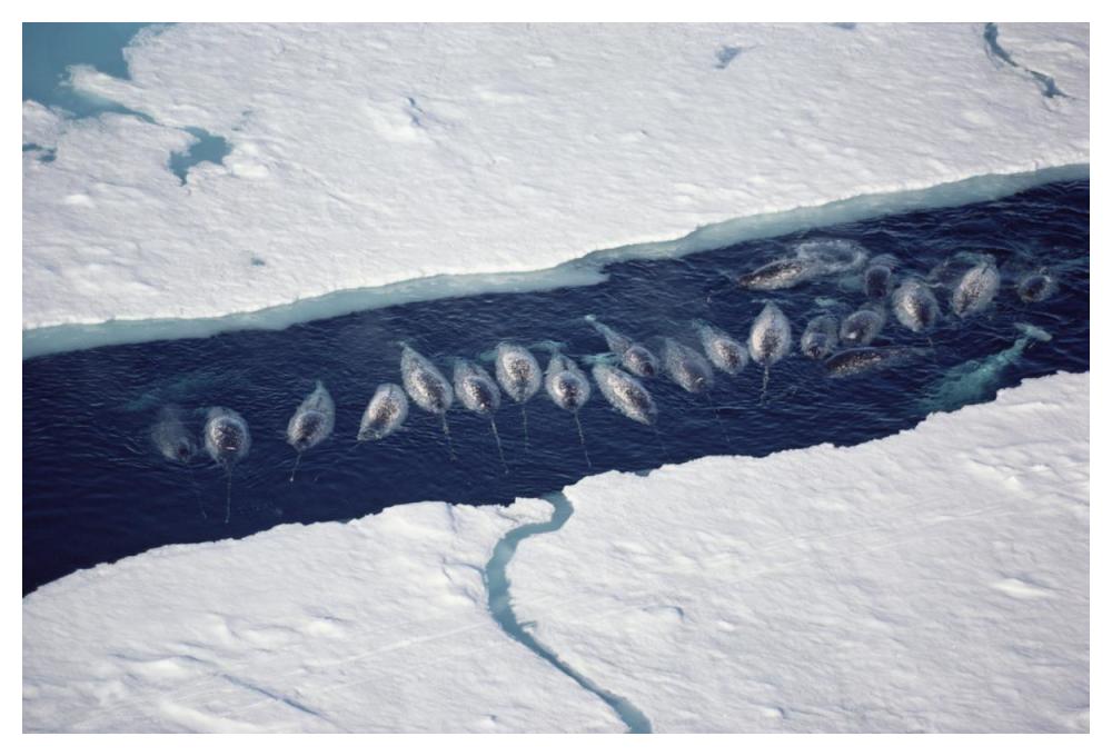 Narwhal group in ice break-Paper Art-50"x34"