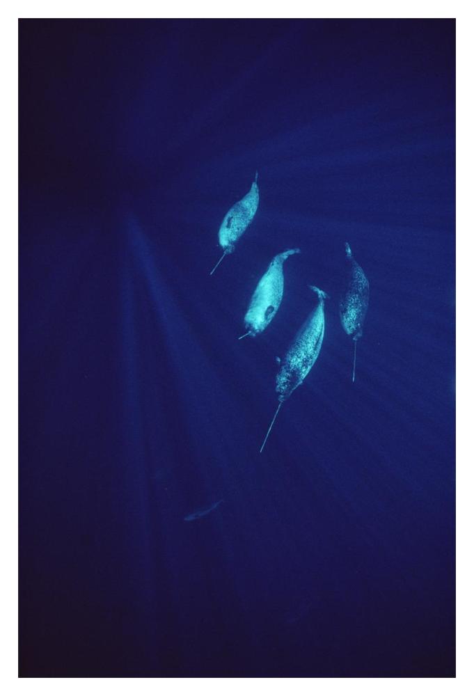 Narwhal pod underwater-Paper Art-14"x20"