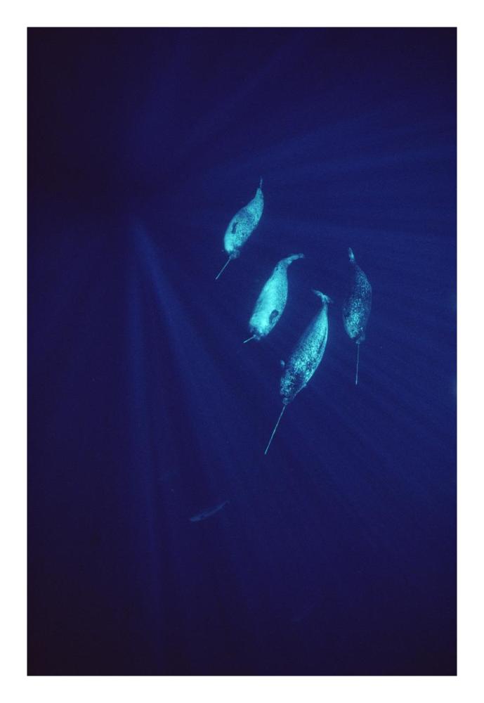 Narwhal pod underwater-Paper Art-18"x26"