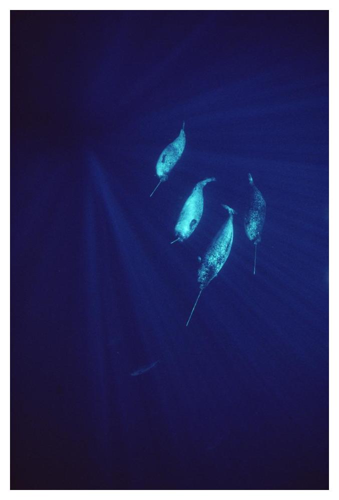 Narwhal pod underwater-Paper Art-34"x50"