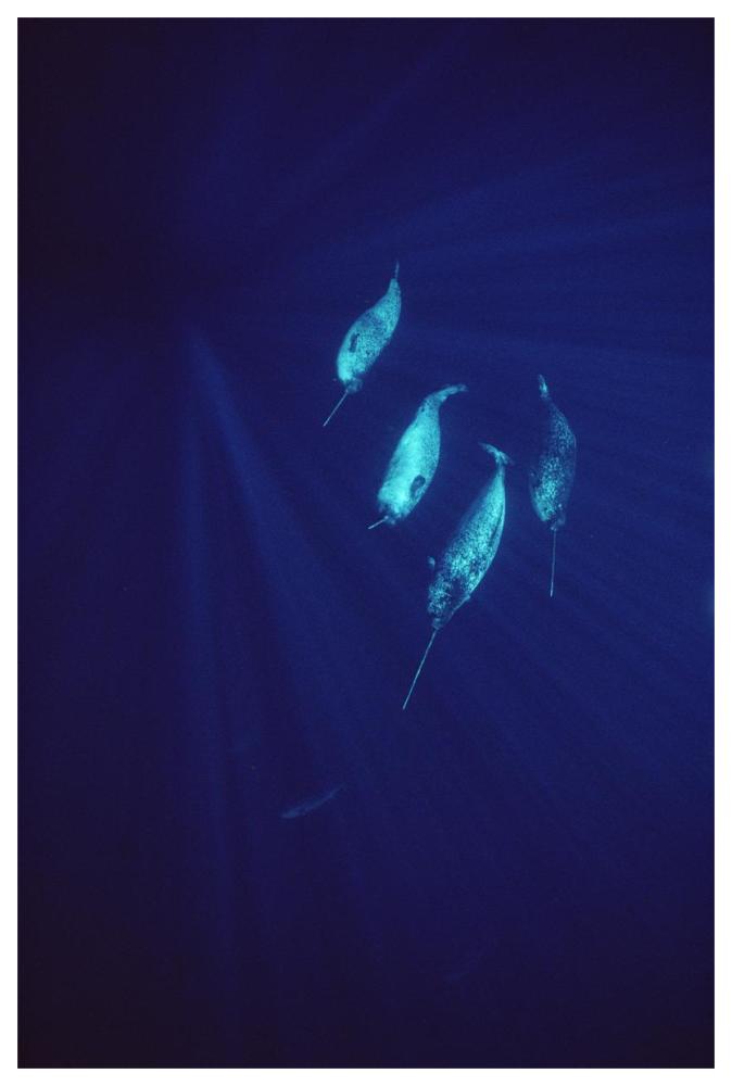 Narwhal pod underwater-Paper Art-42"x62"