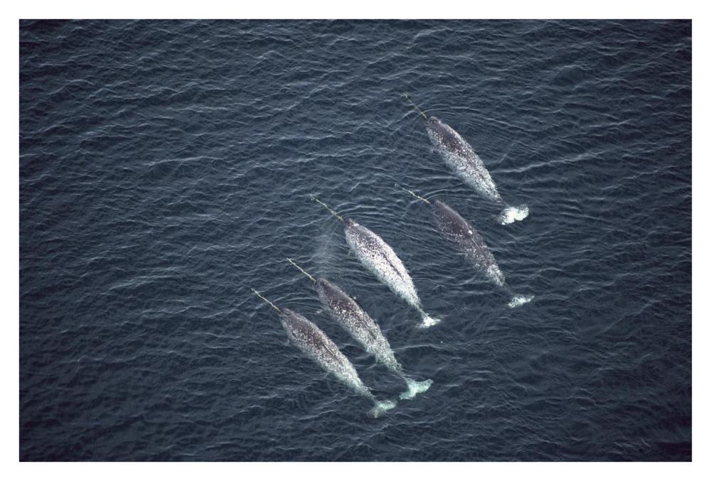Narwhals near water surface, aerial view, Baffin Island, Canada-Paper Art-38"x26"