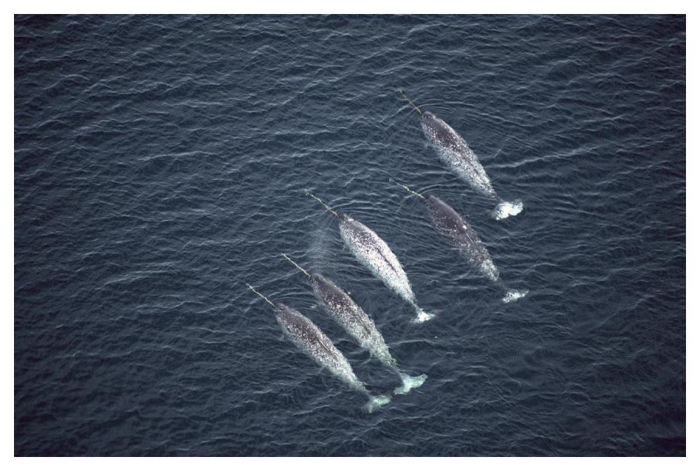 Narwhals near water surface, aerial view, Baffin Island, Canada-Paper Art-50"x34"
