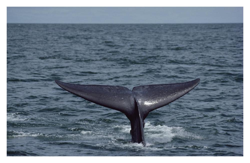 Blue Whale tail, Sea of Cortez, Mexico-Paper Art-38"x25.04"