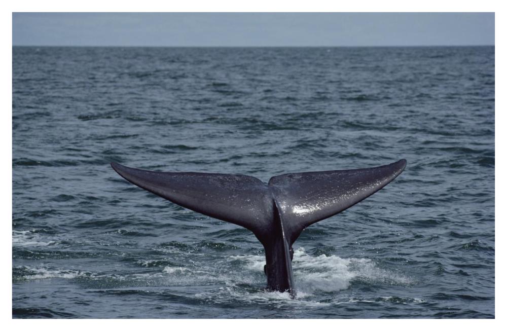 Blue Whale tail, Sea of Cortez, Mexico-Paper Art-42"x27.6"