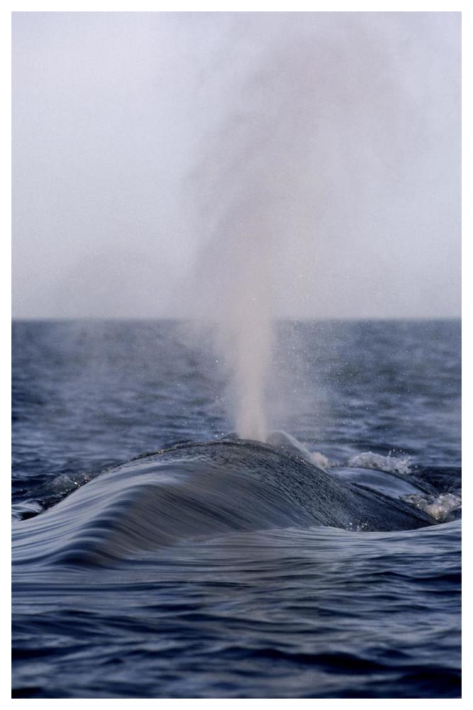 Blue Whale spouting, Sea of Cortez, Mexico-Paper Art-42"x62"