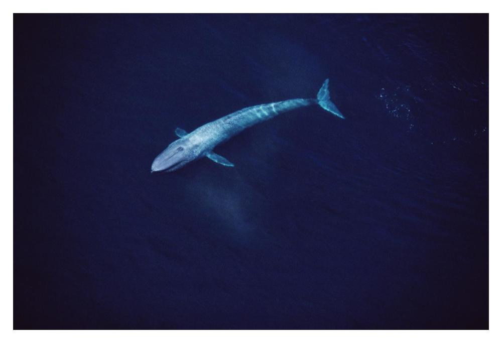 Blue Whale aerial view of an 80 foot individual, Sea of Cortez, Mexico-Paper Art-20"x14"