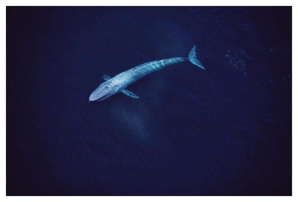 Blue Whale aerial view of an 80 foot individual, Sea of Cortez, Mexico-Paper Art-50"x34"