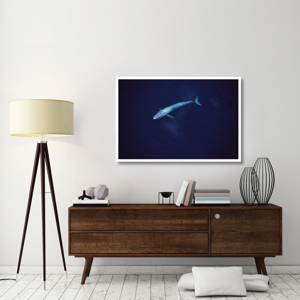 Blue Whale aerial view of an 80 foot individual, Sea of Cortez, Mexico-Paper Art-50&quotx34"