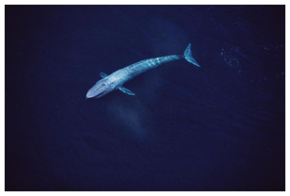 Blue Whale aerial view of an 80 foot individual, Sea of Cortez, Mexico-Paper Art-62"x42"