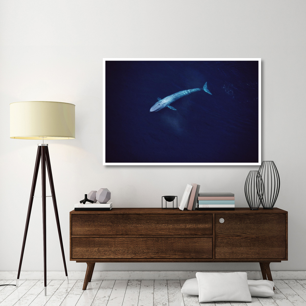 Blue Whale aerial view of an 80 foot individual, Sea of Cortez, Mexico-Paper Art-62&quotx42"