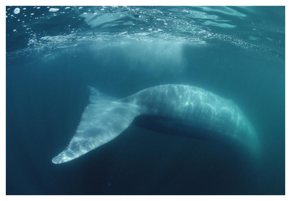 Blue Whale , Sea of Cortez, Mexico-Paper Art-50"x34"