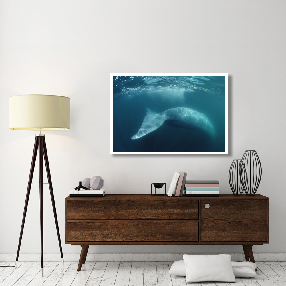 Blue Whale , Sea of Cortez, Mexico-Paper Art-50&quotx34"