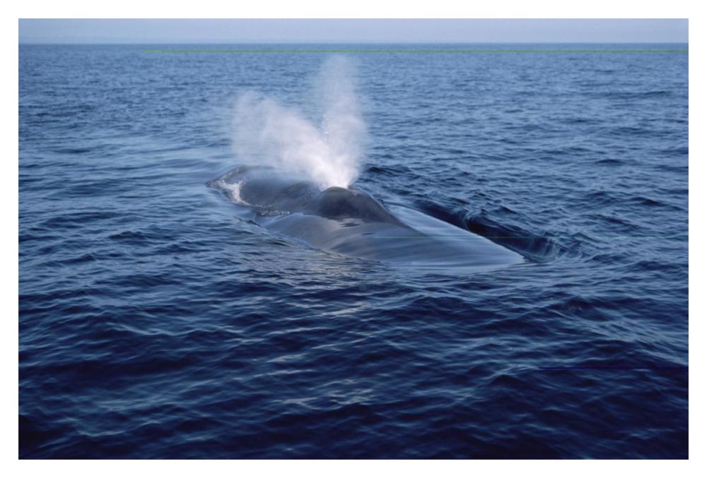 Blue Whale spouting, Sea of Cortez, Mexico-Paper Art-20"x14"