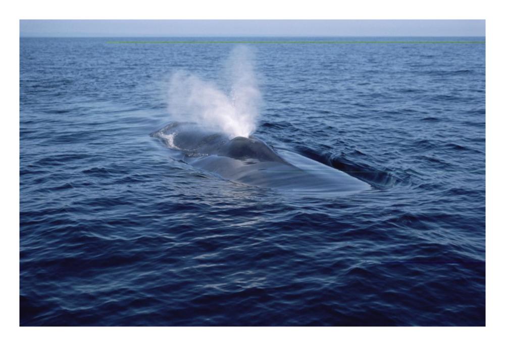 Blue Whale spouting, Sea of Cortez, Mexico-Paper Art-26"x18"