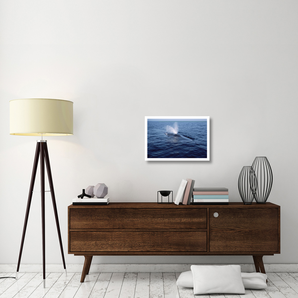 Blue Whale spouting, Sea of Cortez, Mexico-Paper Art-26&quotx18"
