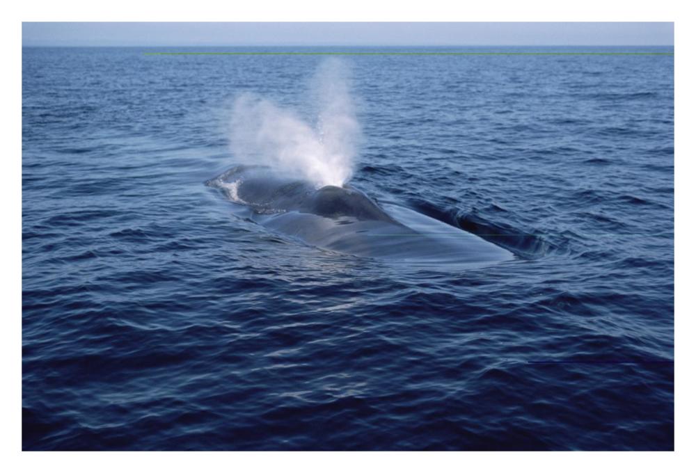 Blue Whale spouting, Sea of Cortez, Mexico-Paper Art-32"x22"