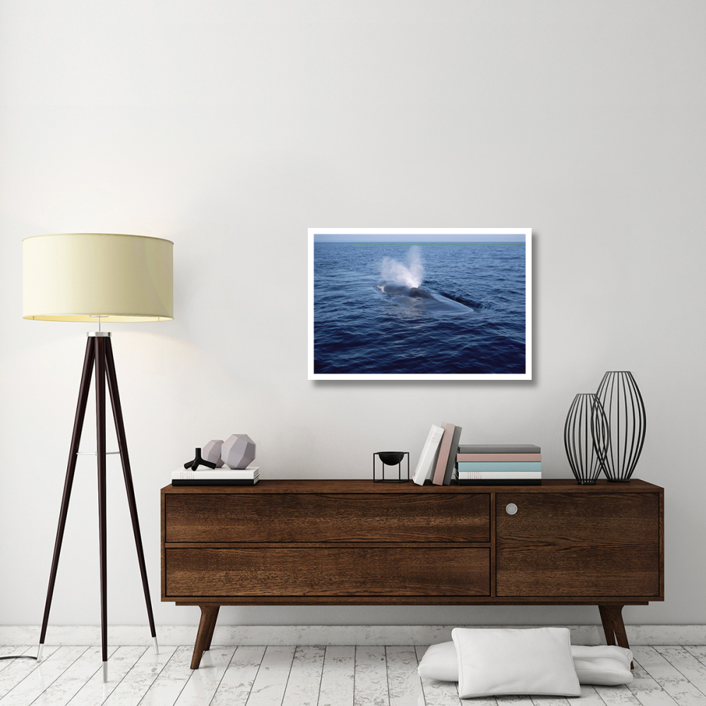 Blue Whale spouting, Sea of Cortez, Mexico-Paper Art-38&quotx26"