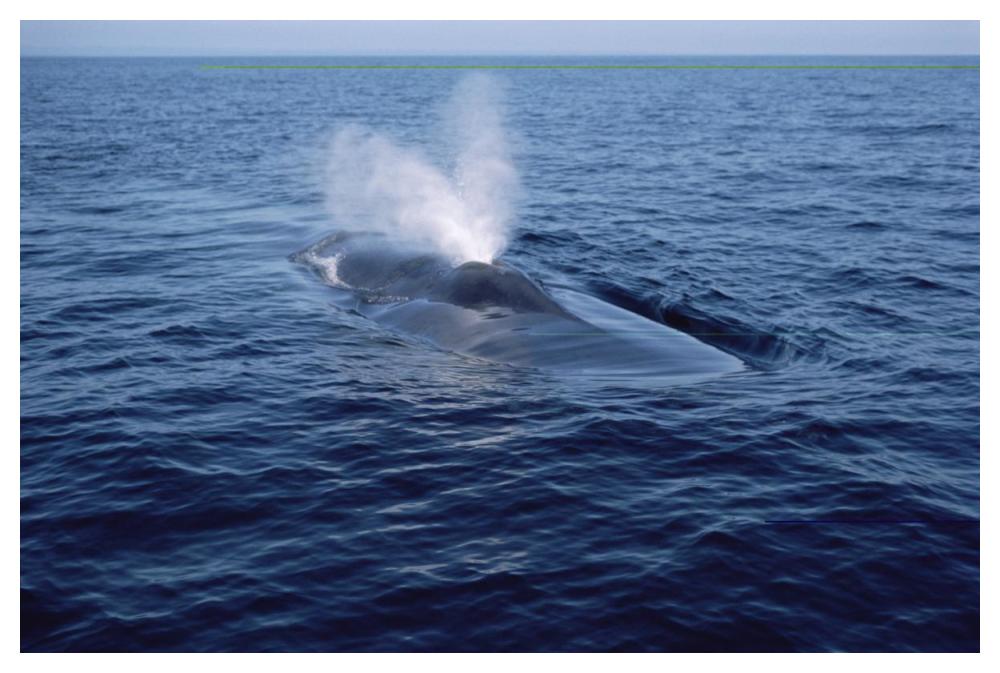 Blue Whale spouting, Sea of Cortez, Mexico-Paper Art-50"x34"