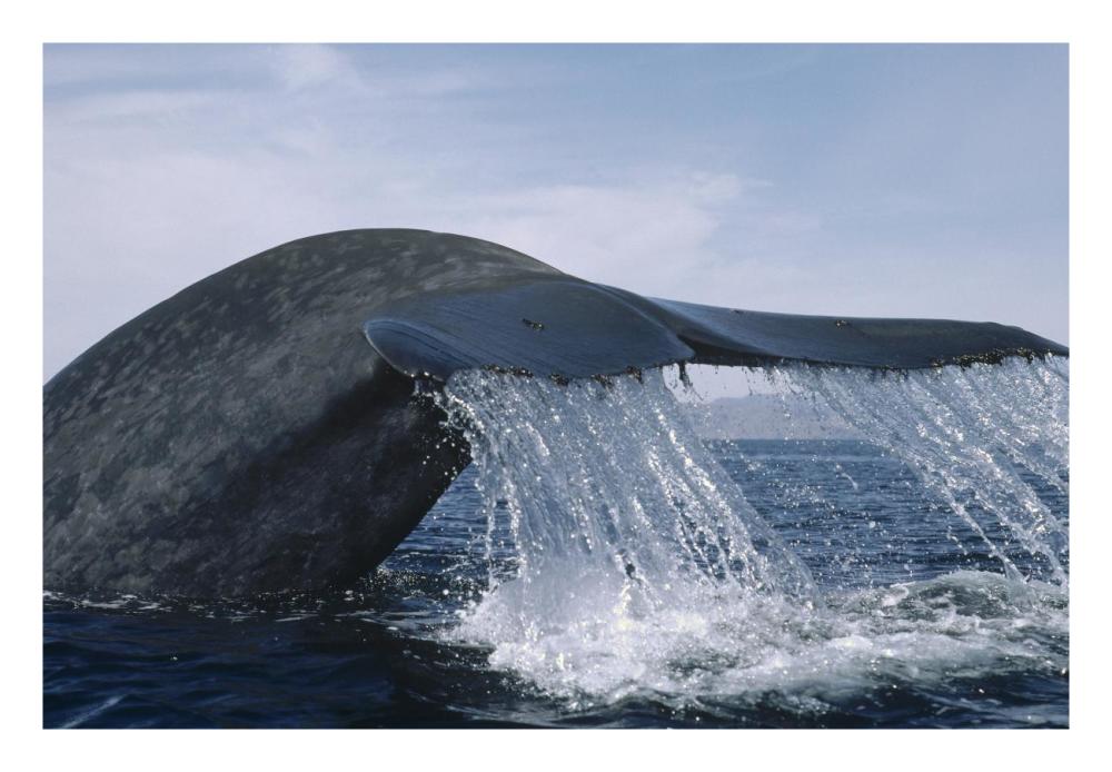 Blue Whale tail, Sea of Cortez, Mexico-Paper Art-26"x18"